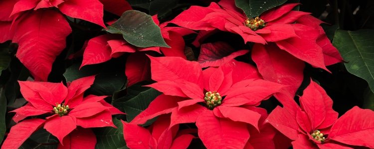 Los pascueros y sus características hojas rojas son un buen punto para un jardín navideño