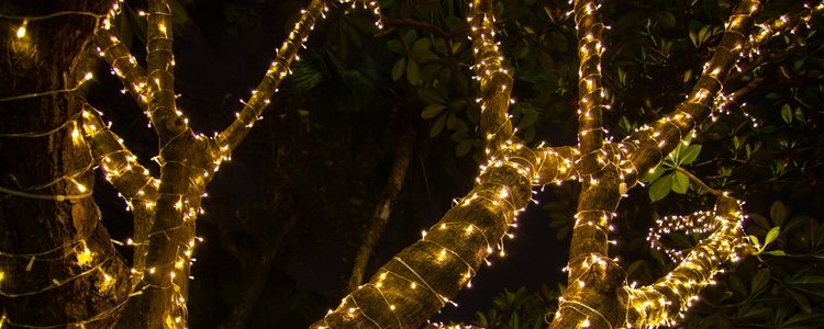 Es una gran idea comprar luces navideñas para envolver un árbol