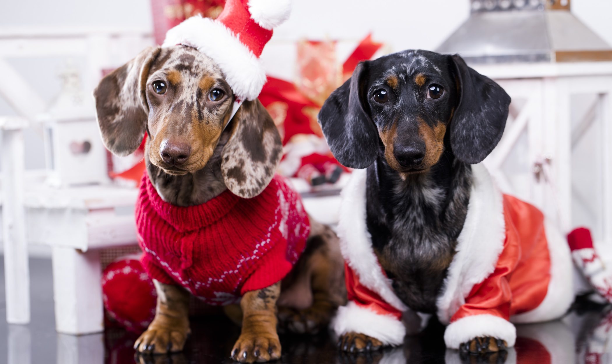 Jerseys de Navidad para perros