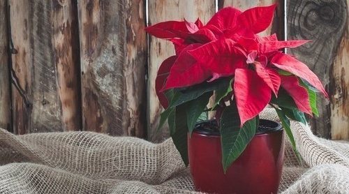 La Poinsettia y otras plantas de Navidad